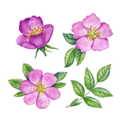 Watercolor rosehip flowers. Botanical illustration with wild pink roses. Rosehip bud, leaves, petals and berries can be use as print, poster, postcard, floral element of design, invitations, textile.