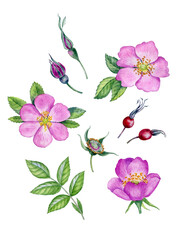 Obraz na płótnie Canvas Watercolor rosehip flowers. Botanical illustration with wild pink roses. Rosehip bud, leaves, petals and berries can be use as print, poster, postcard, floral element of design, invitations, textile.