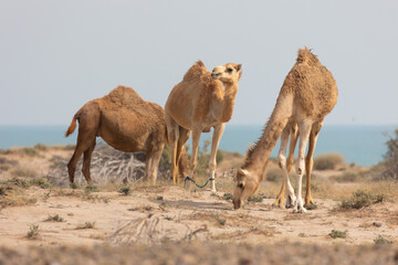 Pack of camels in a desert with vegetation and sea in the background