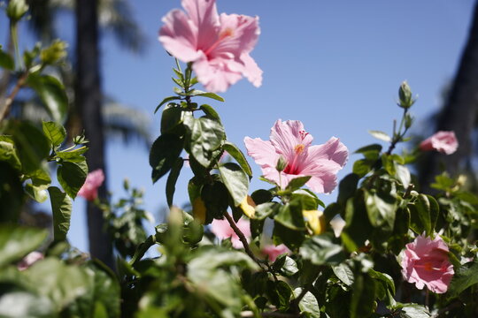 Pink Hibiscus flower decorative plant shrub in Florida