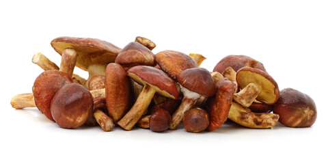 A bunch of porcini mushrooms.