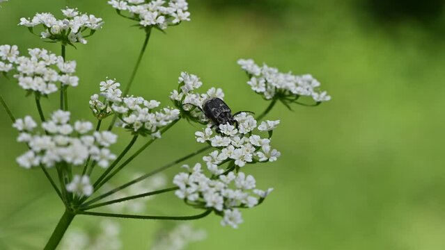 Valgus hemipterus, Scarab beetle, C&eacute;toine punaise, C&eacute;toine &agrave; tari&egrave;re