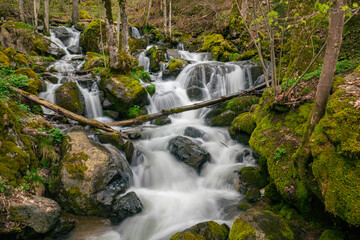 Scenic view of a cascading creek in a forest