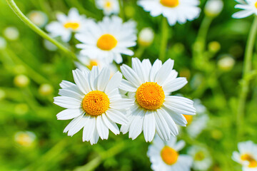 Bunch of Blooming Daisies in the Field