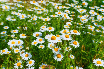 Fototapeta premium Vast Field of Blooming Daisies