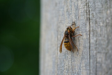 a hornet or wasp insect on a log