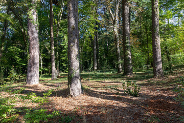 Tree trunks with lights and shadows from the gardens of San Ildefonso Farm in autumn