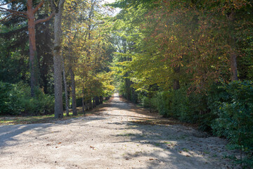 Fototapeta premium Sunny dirt road between bushes and trees. La Granja de San Ildefonso