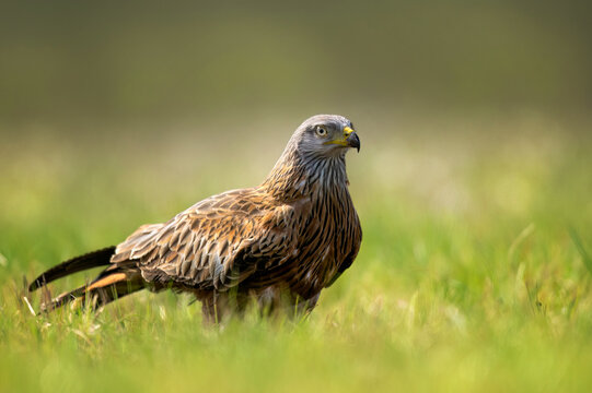 Red kite bird in the grass ( Milvus milvus )