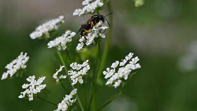 Macrophya montana - Sawfly - Mouche-&agrave;-scie &agrave; trois bandes jaunes