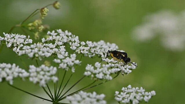 Macrophya montana - Sawfly - Mouche-&agrave;-scie &agrave; trois bandes jaunes
