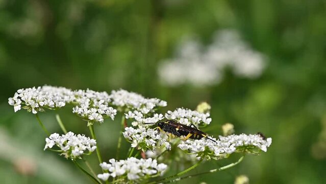 Macrophya montana - Sawfly - Mouche-&agrave;-scie &agrave; trois bandes jaunes