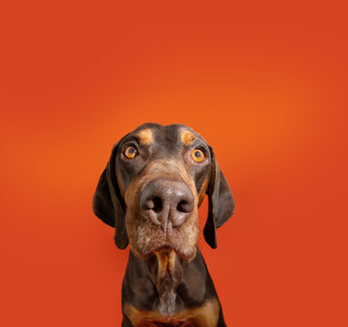 Portrait mixed-breed vizsla and doberman pincher looking with serious and attentive expression face. Isolated on orange background