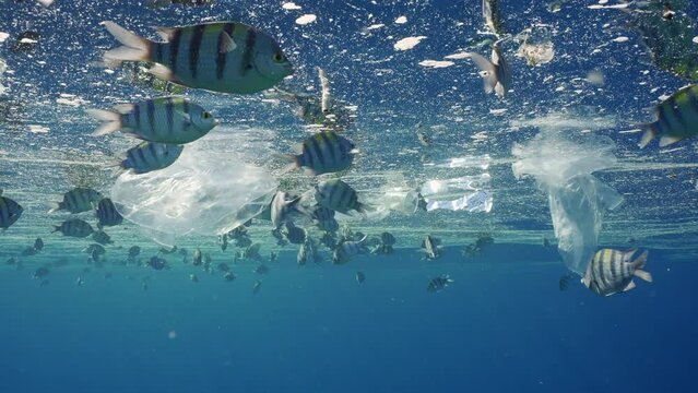 School of Indo-Pacific sergeant (Abudefduf vaigiensis) eats fat from surface of water while swims near plastic debris. Shoal of fish feeds on surface of polluted water in fatty layer 