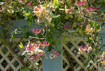 Stunning pink lemonade honeysuckle climbing plant growing in the garden of West Green House,...