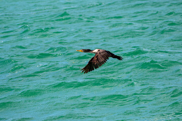 cormorant