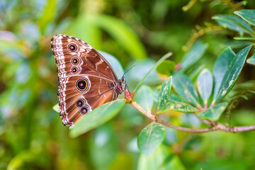Close up of beautiful brown and blue tropical butterfly in Botanic Garden, Prague, Europe