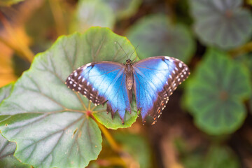 Close up of beautiful brown and blue tropical butterfly in Botanic Garden, Prague, Europe