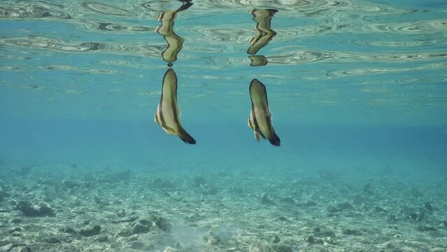 Two baby Bat fish swim underwater on shallow water, Slow motion. Pair of juvenile Batfish (Platax orbicularis) swims under surface of blue water reflecting off it, in shallow water on sunny day 