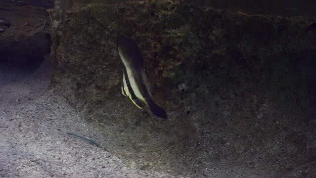 Baby Bat fish swimming next to rock in shallow water, slow motion. Juvenile Batfish (Platax orbicularis) swims in surf zone over sandy bottom on rock reef background