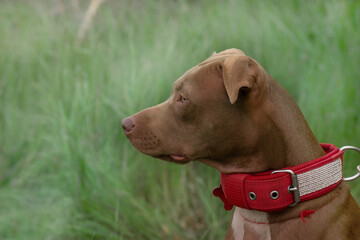 profile of the head of a red dog Staffordshire bull terrier in a red collar on a background of green grass

