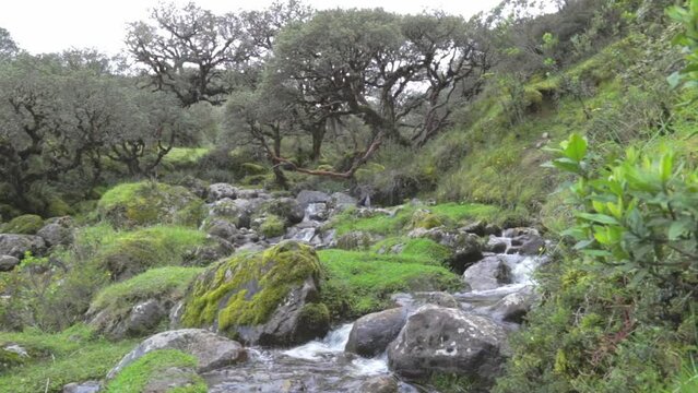 mountain stream and forest P&aacute;ramo de Sumapaz Colombia