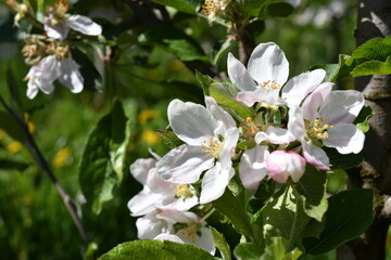 Apfelblüten in Südtirol 