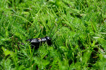 Close up of a black cricket in the grass - 607157979