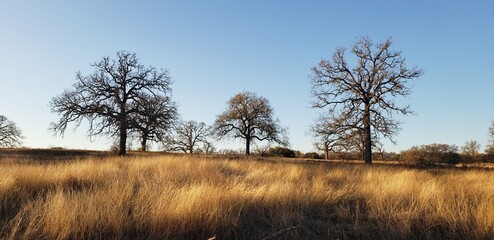 Fototapeta premium Yellow grasses and leafless trees with blue sky 
