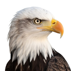 Bald Eagle Face Shot Isolated on Transparent Background - Generative AI
