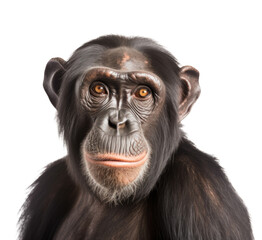 Chimpanzee Face Shot Isolated on Transparent Background - Generative AI
