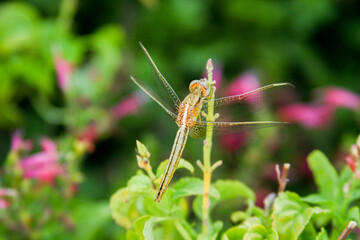 dragon fly 