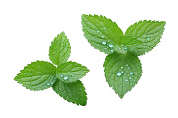 Mint Leaves Isolated on Transparent Background - Generative AI
