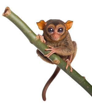 Tarsier on a Twig Isolated on Transparent Background - Generative AI
