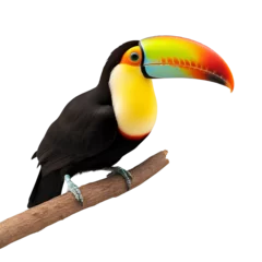Foto op Aluminium Bird toucan isolated on a transparent background and cut out. PNG. The world of animals, the tropics.  © png resources