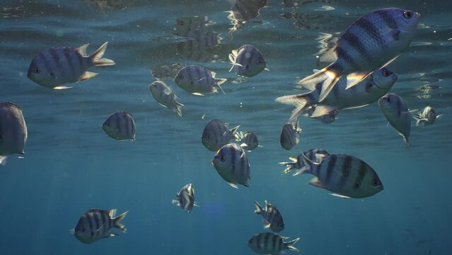 School of Sergeant fish swims under water surface in evening sunbeams, Slow motion. Shoal of Indo-Pacific Sergeant (Abudefduf vaigiensis) feeds on plankton below water surface at sunset in sun rays