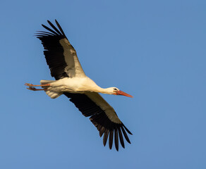 Fototapeta na wymiar White stork (ciconia ciconia), early spring near Hunawihr, Alsace, France
