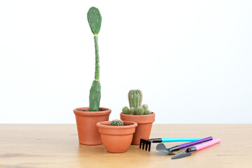 Collection of various cacti in terracotta pots and gardening tools . Mini cactus in red clay pots. Indoor succulents plants in small round ceramic pots. Concept for gardening and houseplants at home.	