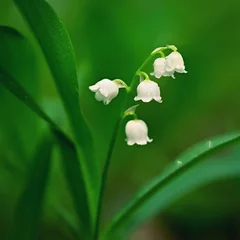 Fotobehang Beautiful small white flowers of spring plant. A poisonous plant with green leaves. Lily of the valley (Convallaria majalis) Background for spring time. © montypeter