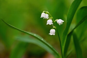 Beautiful small white flowers of spring plant. A poisonous plant with green leaves. Lily of the valley (Convallaria majalis) Background for spring time.
