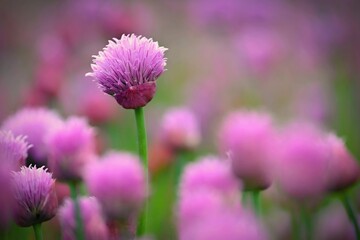 Landscape with purple chives flowers. Summer sunny day with sun, blue sky and colorful nature background. - obrazy, fototapety, plakaty