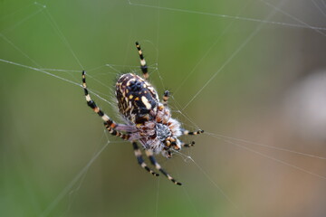 Fototapeta premium ARAÑA EN SU TELA