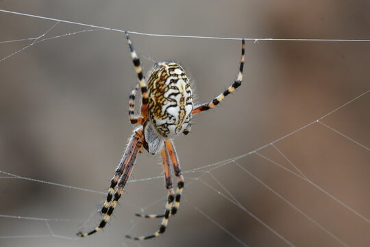 ARA&Ntilde;A EN SU TELA