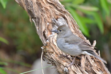 PÁJARO