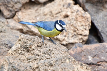 PÁJARO