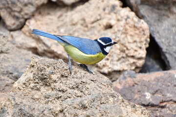 PÁJARO