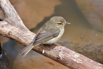 PÁJARO