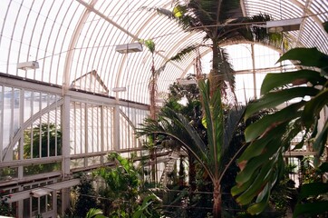 Fototapeta na wymiar Palm in Botanical Garden