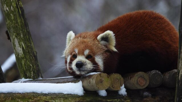 red panda in winter in natural conditions close-up