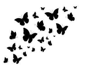 Fototapeta na wymiar drawing butterfly handdrawn